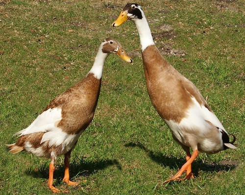 Indian runner ducks - indian, glossy
