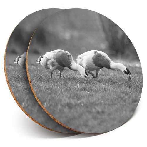 Coasters pretty - x, bw