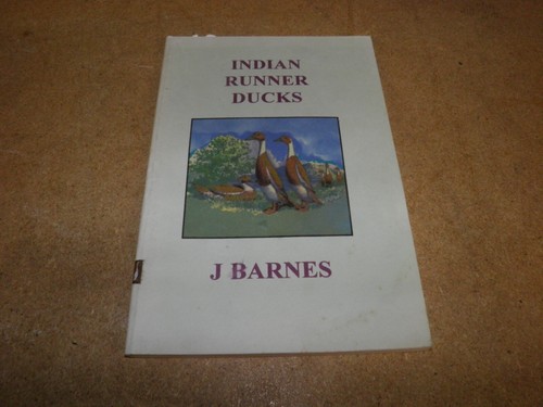 Indian runner ducks - ducks,