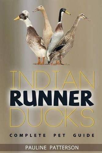Indian runner ducks the - indian,