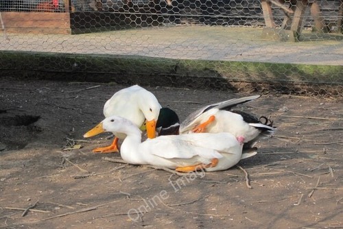 Photo 6x4 ducks mating - photo,