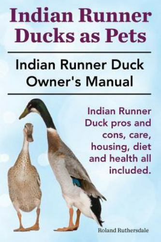 Indian runner ducks - as, pets