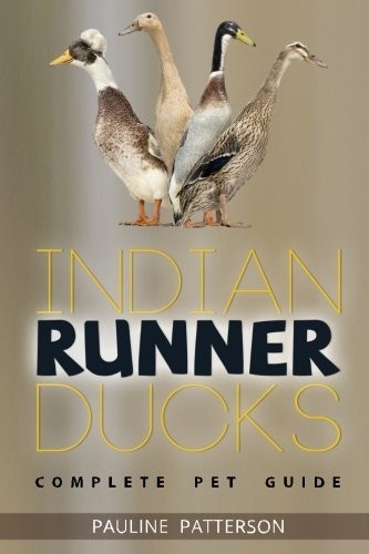 Indian runner ducks - indian, ducks: