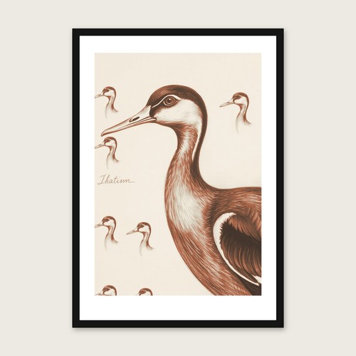Indian runner duck charcoal - indian,