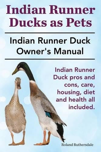 Indian runner ducks pets - ducks, as