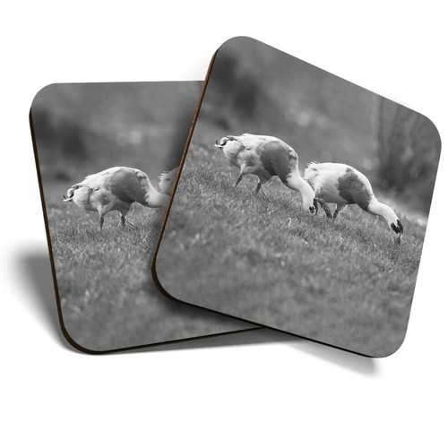 Coasters pretty - (bw),