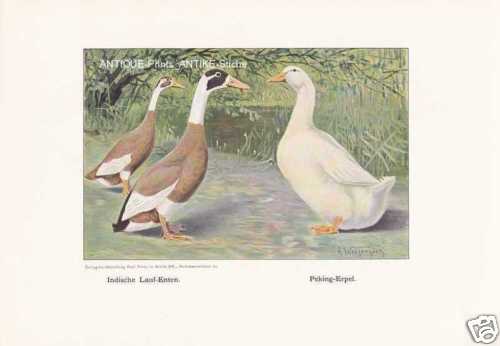Indian runner ducks peking - indian,