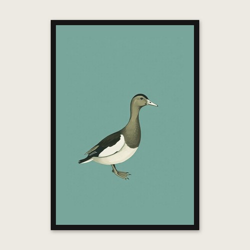 Indian runner duck animal wall - animal,