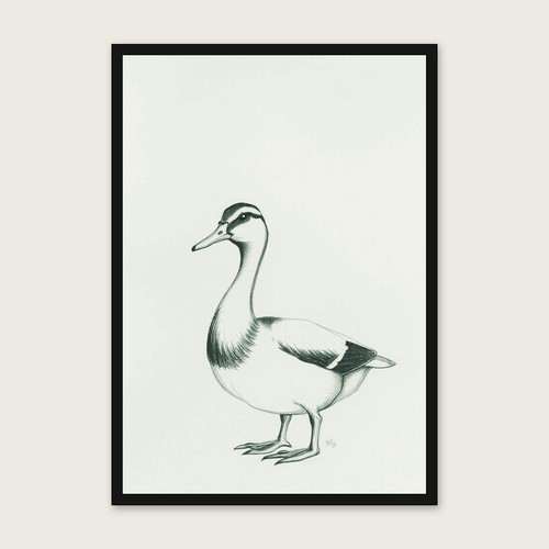 Indian runner duck sketch - indian,