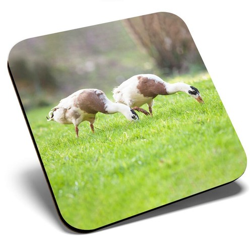 Square single coaster pretty - square,