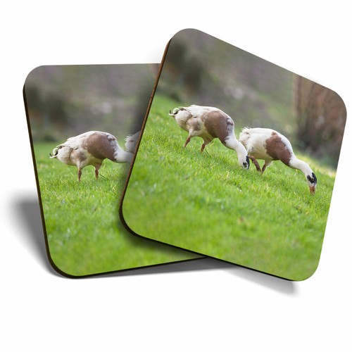 Coasters pretty indian - 2,