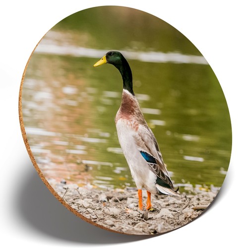 Pretty indian runner duck - 1,