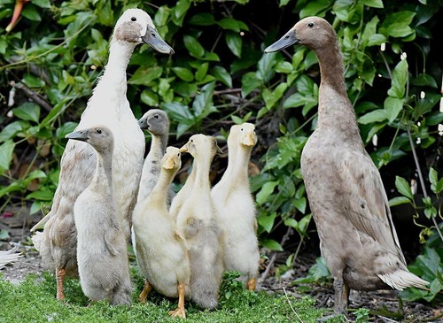 Indian runner ducks glossy - runner,