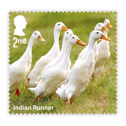 Indian runner ducks mnh - ducks, gb