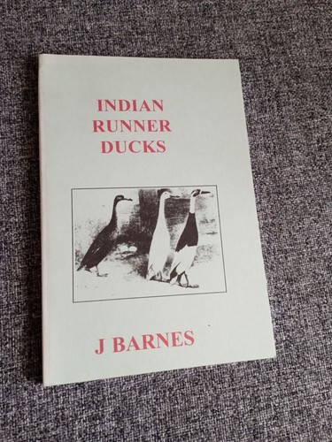 Indian runner ducks rare - runner,