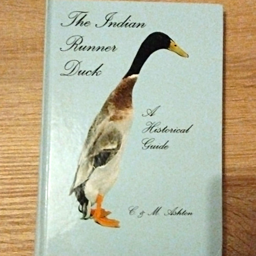 The indian runner - the, duck