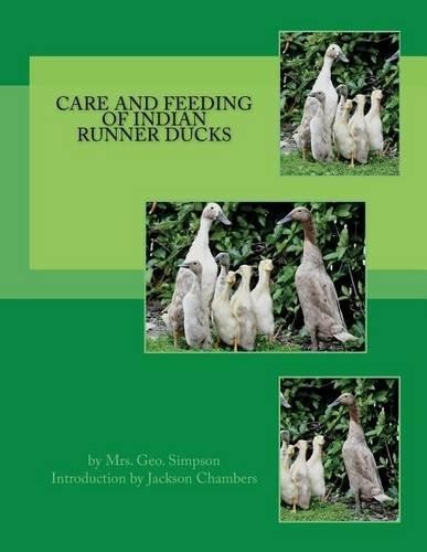 Geo simpson care and - geo, feeding