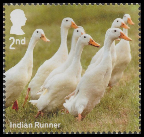 5377 ducks indian - us,