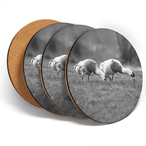 Coasters bw pretty - coasters,