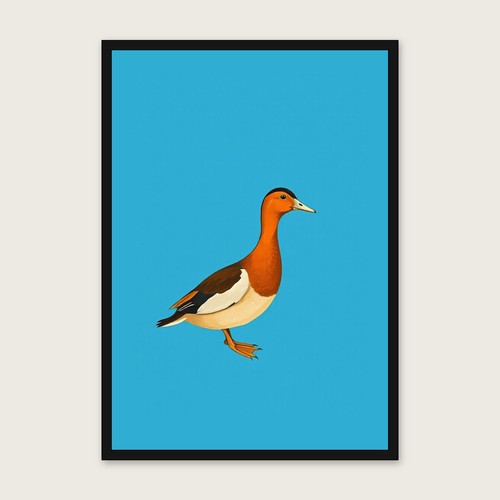 Indian runner duck - indian, wall