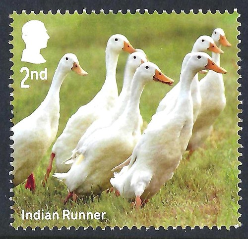 Indian runner ducks 2025 - runner,